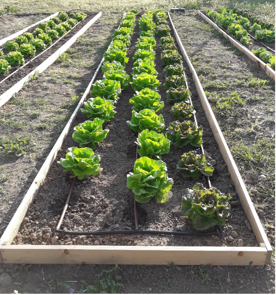 ProduccionAgroecologica06